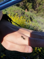 Eurydema lundbladi