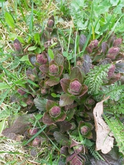 Ajuga pyramidalis
