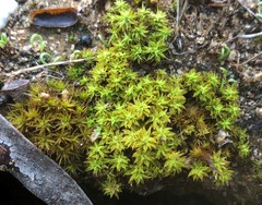 Didymodon torquatus