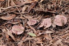 Leucopaxillus lilacinus