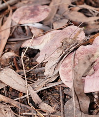 Leucopaxillus lilacinus