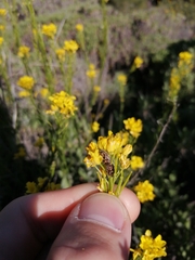 Eurydema lundbladi