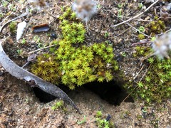Didymodon torquatus