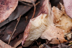 Leucopaxillus lilacinus