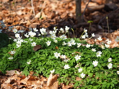 Anemonoides nemorosa