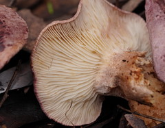 Leucopaxillus lilacinus