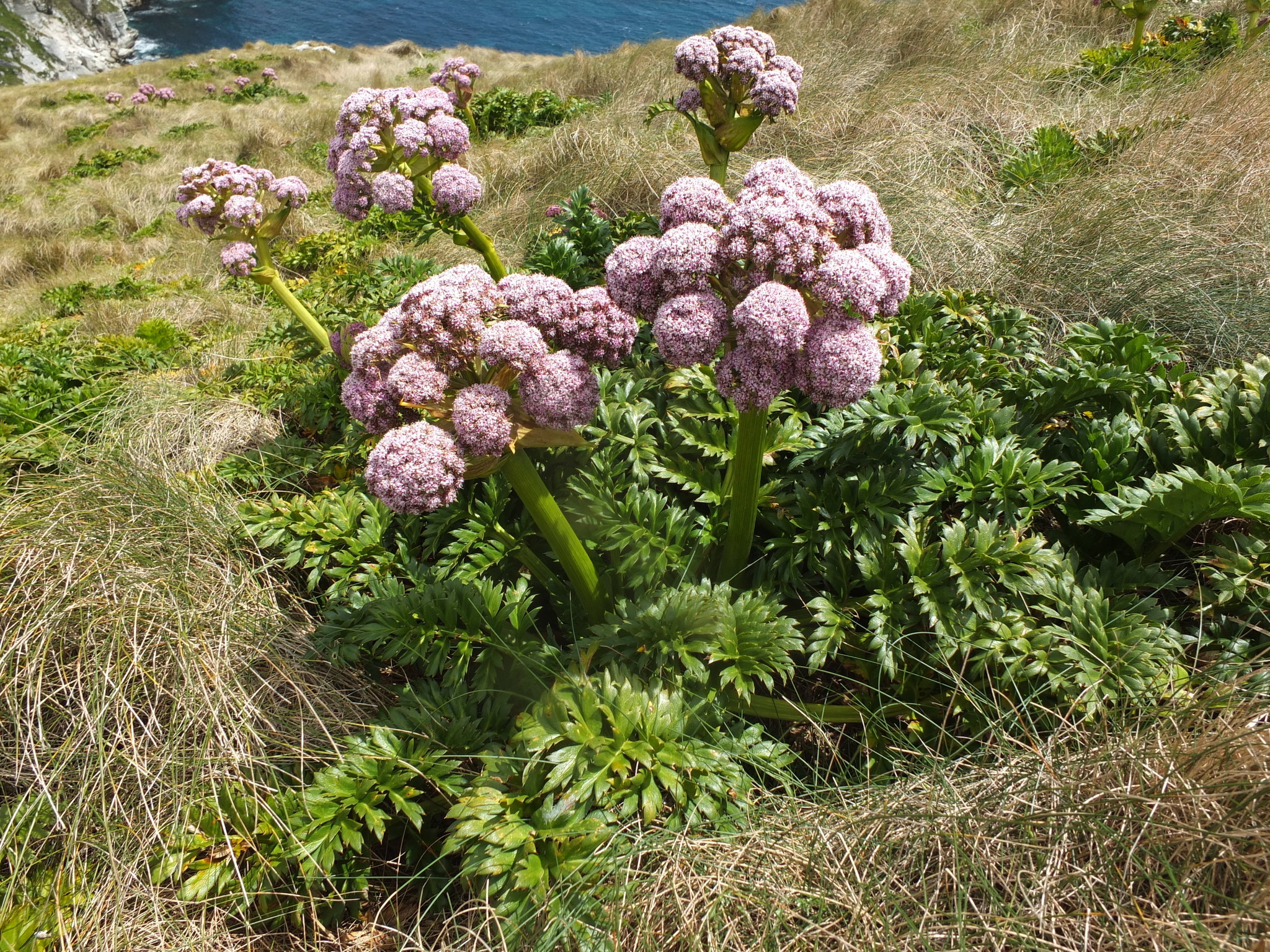 carrot family (Family Apiaceae)  iNaturalist