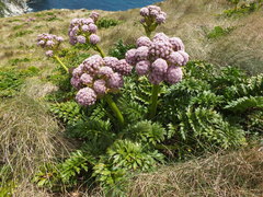 Anisotome latifolia