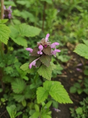 Lamium purpureum