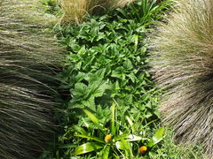 Urtica australis
