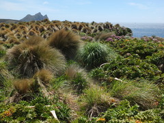 Poa litorosa