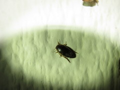 Copelatus chevrolati