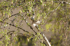 Phylloscopus trochilus