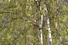 Phylloscopus trochilus