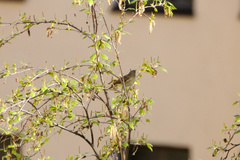Phylloscopus trochilus