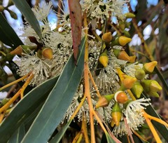 Eucalyptus diversifolia