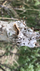 Euproctis chrysorrhoea