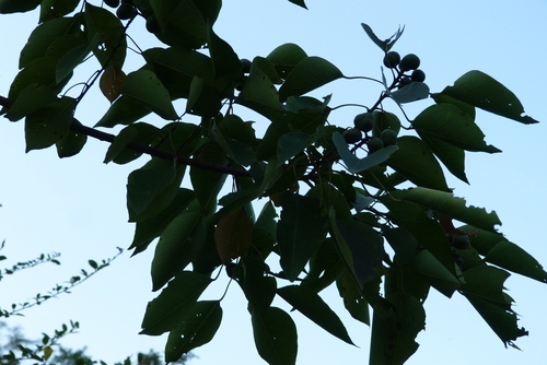 Chinese Tallow
