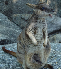 Petrogale mareeba