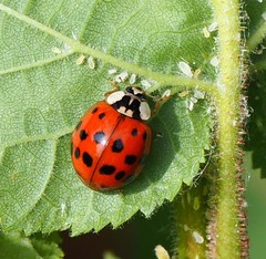 Harmonia axyridis