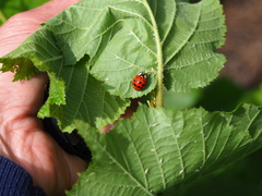 Harmonia axyridis