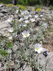 Cerastium biebersteinii