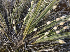 Lomandra leucocephala