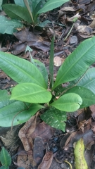 Labisia pumila