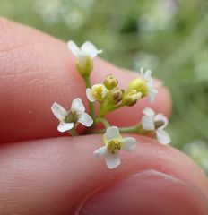 Calepina irregularis