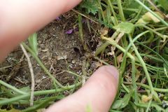 Calepina irregularis