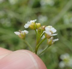 Calepina irregularis