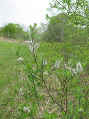 Salix gracilistyla