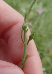 Calepina irregularis