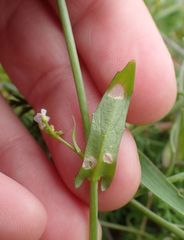 Calepina irregularis