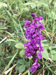 Orchis mascula