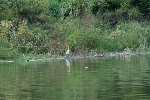 Little Egret