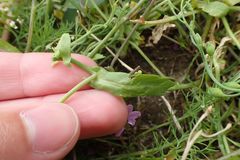 Calepina irregularis