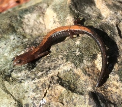 Plethodon sherando