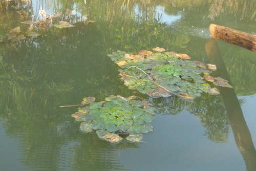 Water caltrop