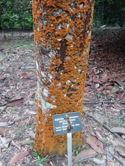 Dipterocarpus