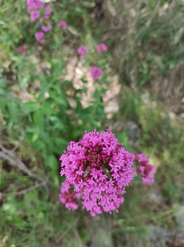 Red Valerian