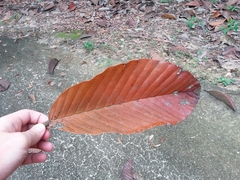 Dipterocarpus
