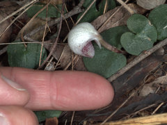 Corybas barbarae