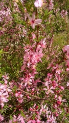 Amygdalus