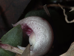 Corybas barbarae