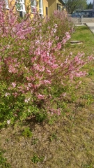 Amygdalus