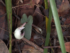 Corybas barbarae
