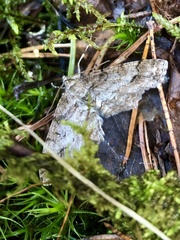 Paradarisa consonaria