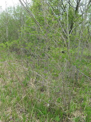 Philadelphus tenuifolius