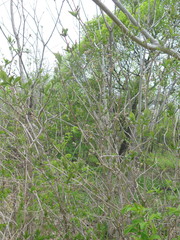 Philadelphus tenuifolius